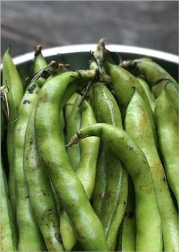 A Crash Course on How to Grow Broad Beans