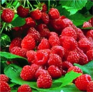 A Crash Course on How to Grow Raspberries