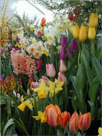 A Crash Course on Planning a Bulb Garden