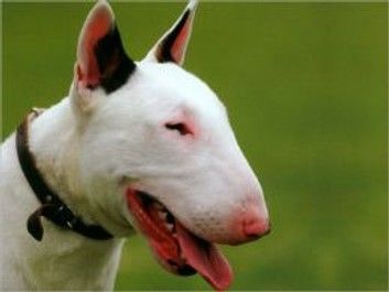 Bull Terriers for Beginners