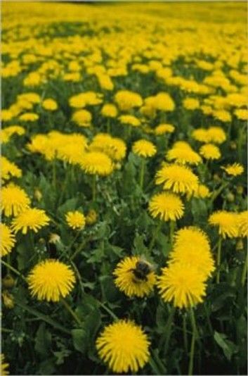 How To Get Rid of Dandelions