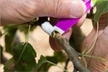 How to Graft a Tree