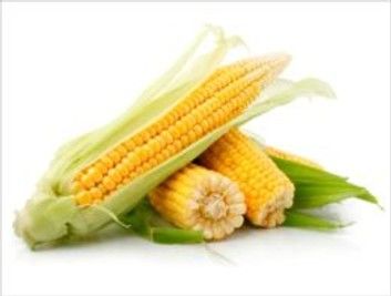 How to Grow Corn