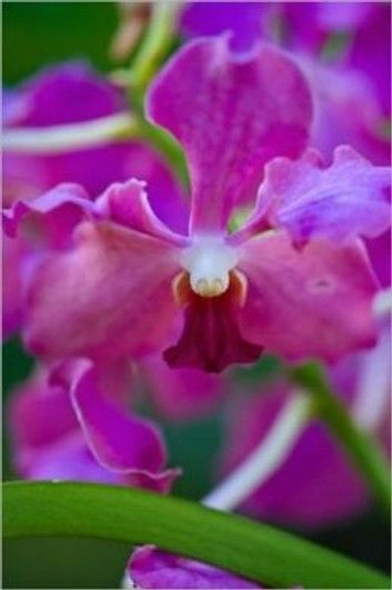 How to Grow Orchids