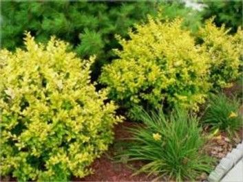 How to Plant a Shrub