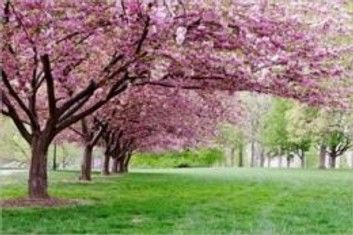 How to Prune a Cherry Tree