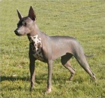 Xoloitzcuintlis for Beginners