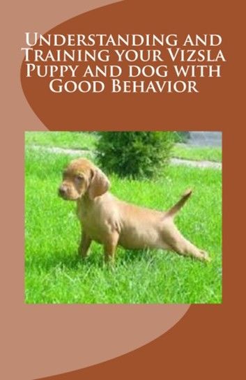 Understanding and Training your Vizsla Puppy and dog with Good Behavior