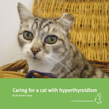 Caring for a cat with hyperthyroidism