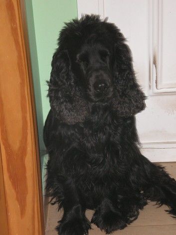 Tha Adventures of Daniel the Spaniel