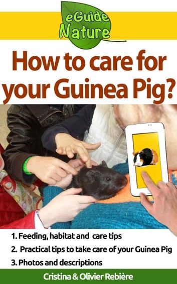 How to care for your Guinea Pig?