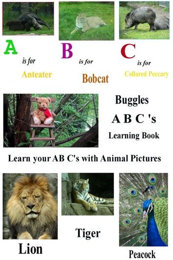 Buggles A B C Learning Book