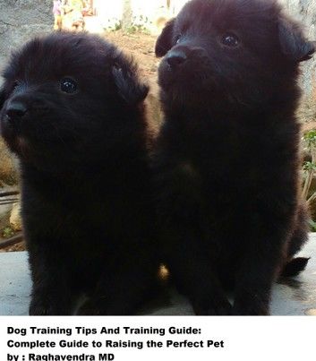 Dog Training Tips and Training Guide