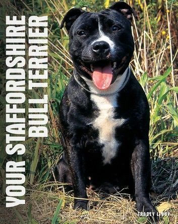 Your Staffordshire Bull Terrier