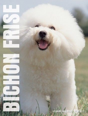 Your Bichon Frise