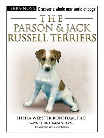 The Parson Russell Terrier