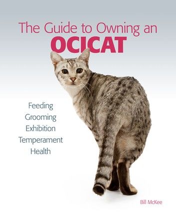Guide to Owning an Ocicat