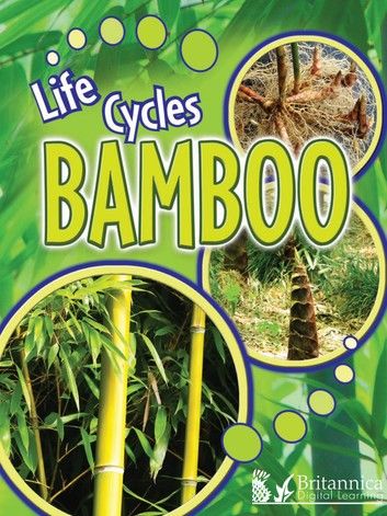 Bamboo