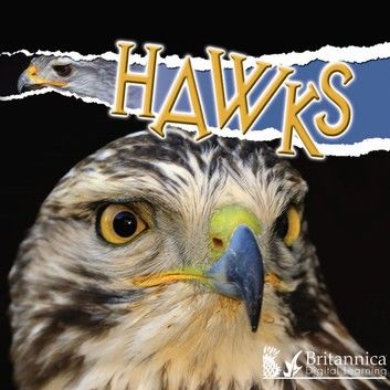 Hawks