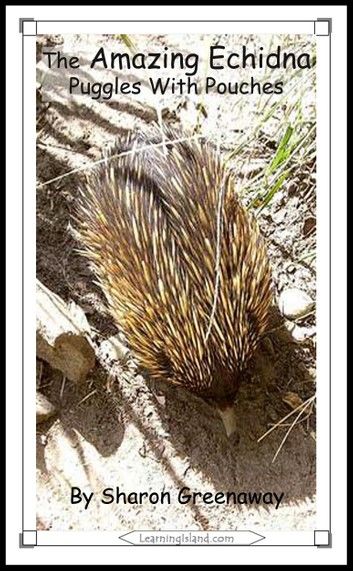 The Amazing Echidna: Puggles In Pouches