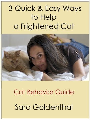 3 Quick & Easy Ways to Help a Frightened Cat: A Cat Behavior Guide