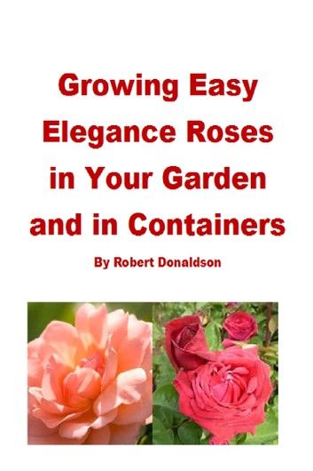 Growing Easy Elegance Roses in Your Garden and in Containers