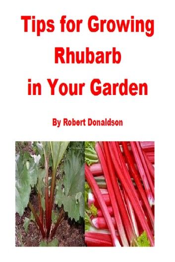 Tips for Growing Rhubarb in Your Garden