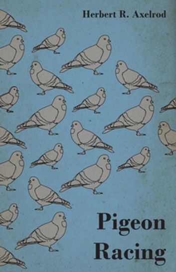 Pigeon Racing