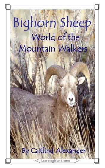 Bighorn Sheep: World of the Mountain Walkers