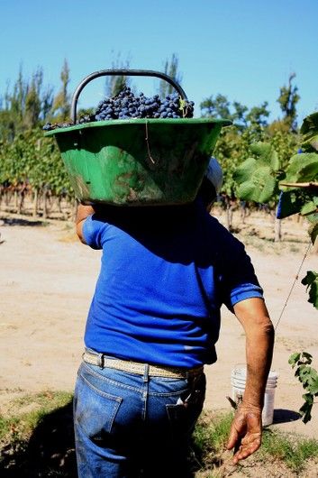 A Day in the Life of a Grapepicker