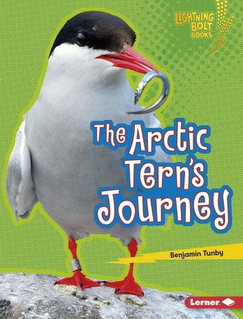 The Arctic Tern\