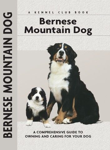 Bernese Mountain Dog