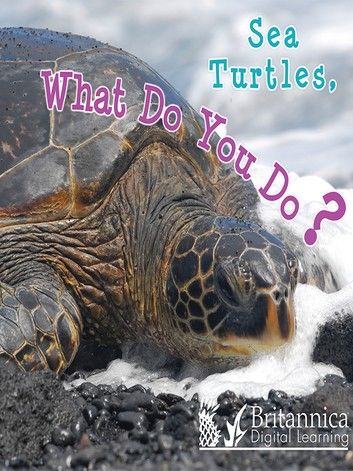 Sea Turtles, What Do You Do?