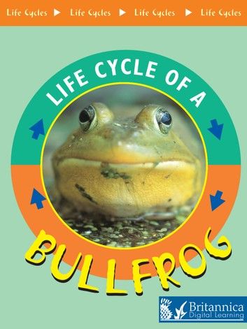 Bullfrog