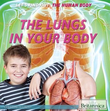 The Lungs in Your Body