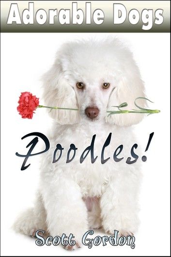 Adorable Dogs: Poodles!