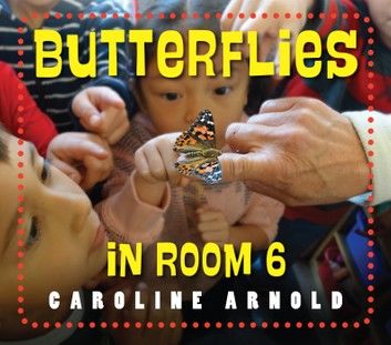 Butterflies in Room 6