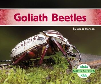 Goliath Beetles