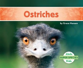 Ostriches