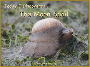 Today I Discovered The Moon Snail