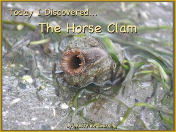 Today I Discovered The Horse Clam