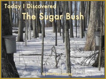 Today I Discovered The Sugar Bush