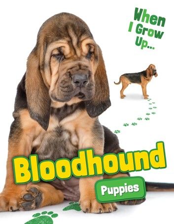 Bloodhound Puppies