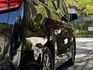 Alphard 2.5油電 低調黑 高雅米 車內舒適的氛圍活力  第3張縮圖