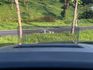 Kuga  250 AWD  ST-Line X 原鈑  Co-Pilot360・AWD四驅旗艦・B&O音響  第15張縮圖