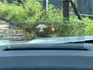 FORD福特 KUGA  第17張縮圖