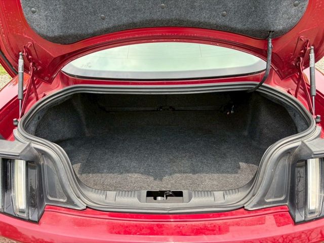 MUSTANG  第8張相片