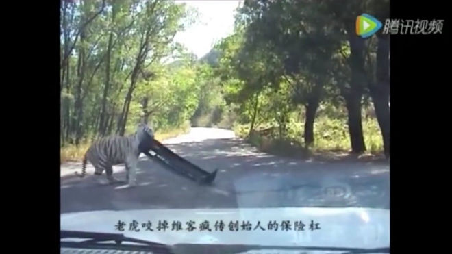 [影片]保險桿當玩具咬　北京一隻動物園老虎看直接咬走