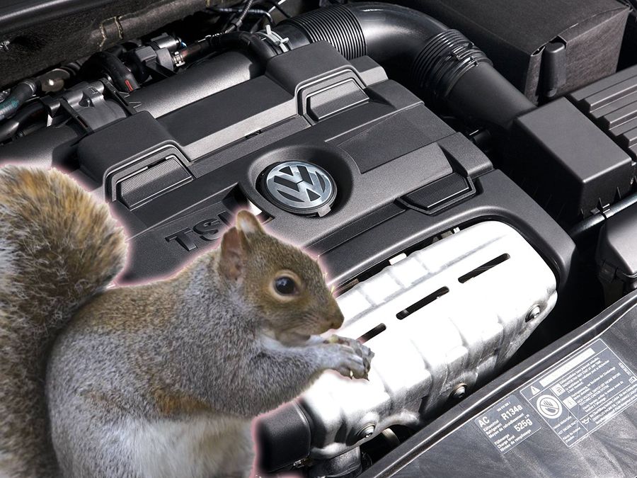 Volkswagen Golf發不動 兇手竟是隻松鼠
