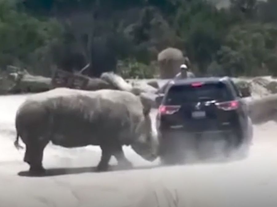 (影片)Nissan休旅車成了大犀牛把妹的犧牲品！
